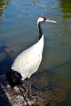 Crane in pond in a park - Kostenloses image #330297